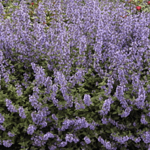A dense patch of purple flowering plants with green foliage.